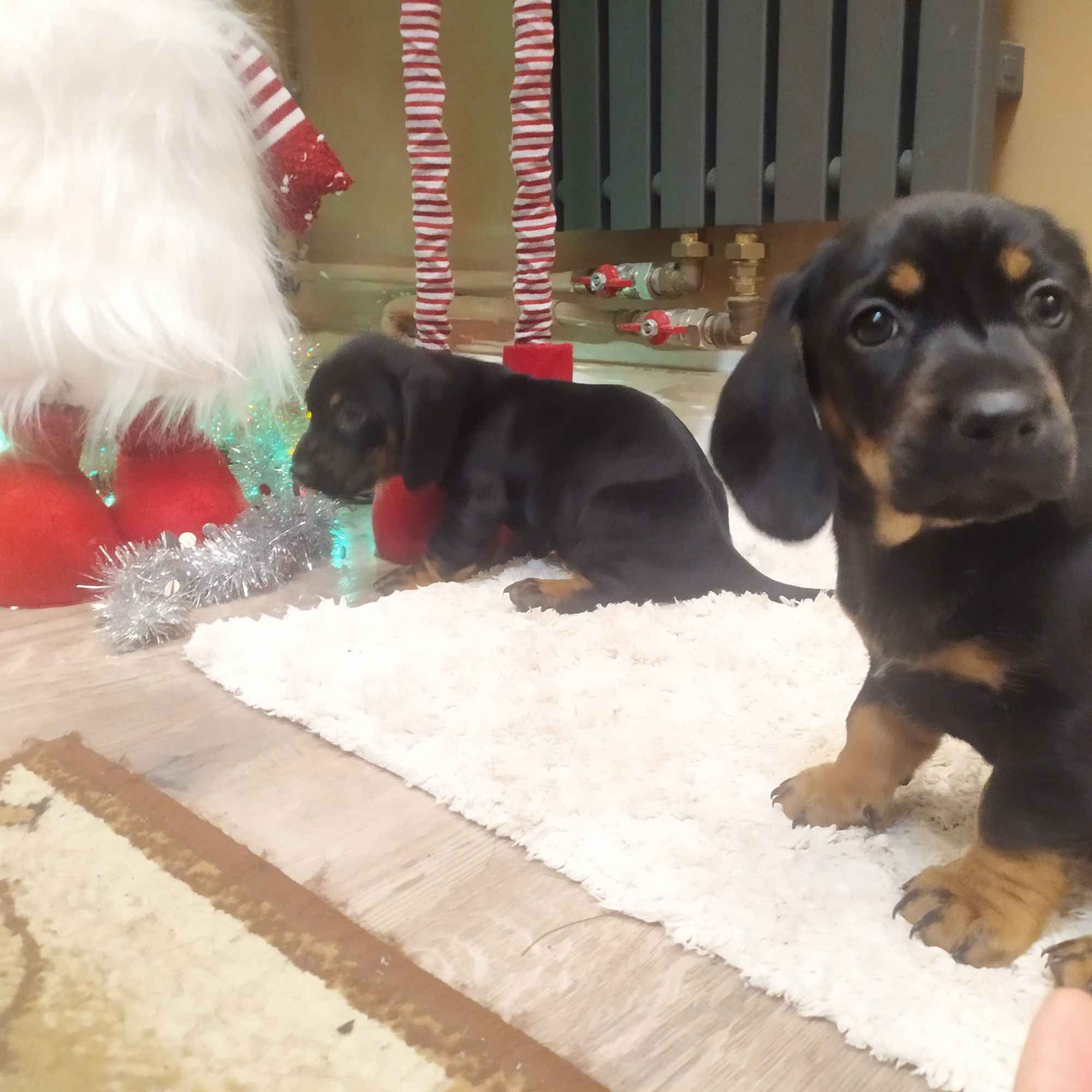 JAMNIKI JAMNICZKI MINIATURKA STANDARD Turek - zdjęcie 1