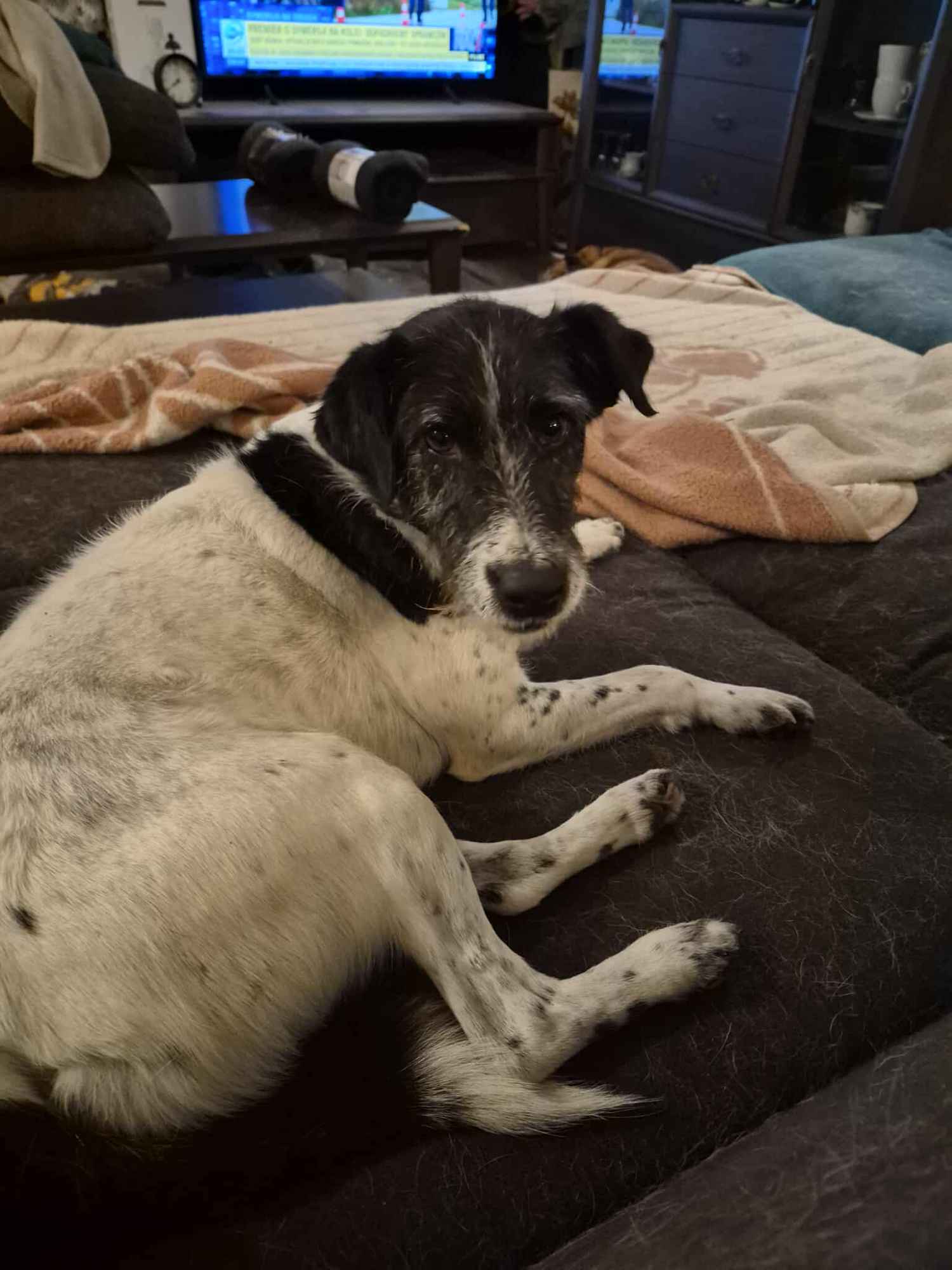 Bruno w typie terriera młody psiak szuka domu! pies psy terrier Garwolin - zdjęcie 2