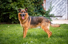 Fantastyczny Lizak - niekonfliktowy, rodzinny psia Olsztyn - zdjęcie 3