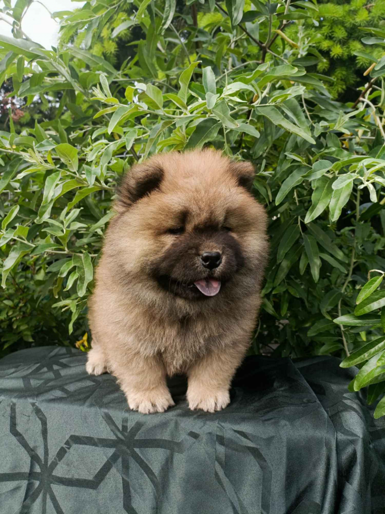Wzorcowe Chow Chow piękny exterrier rodzice FCI Krapkowice - zdjęcie 6