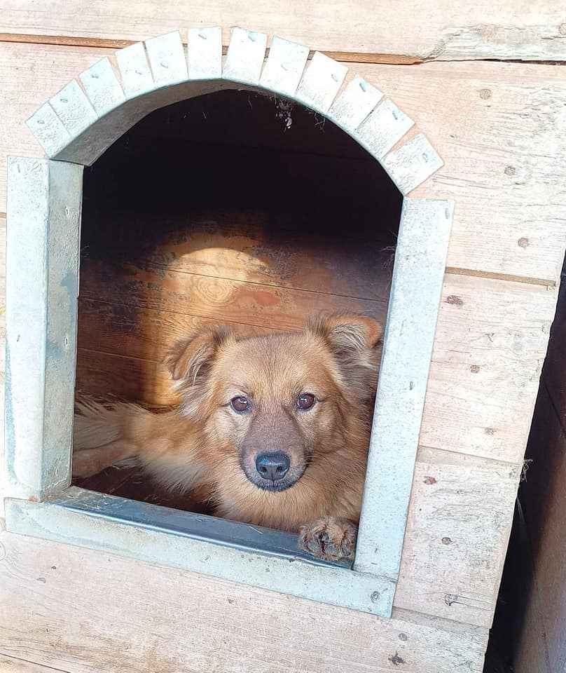 Fauna - nieduża, delikatna sunia szuka domu! Olsztyn - zdjęcie 4