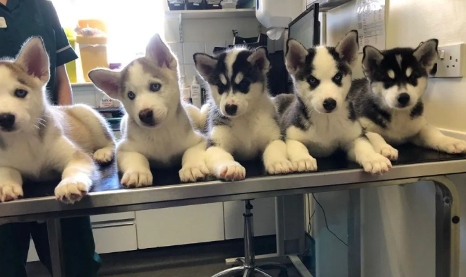 Szczeniaki Husky Praga-Południe - zdjęcie 1