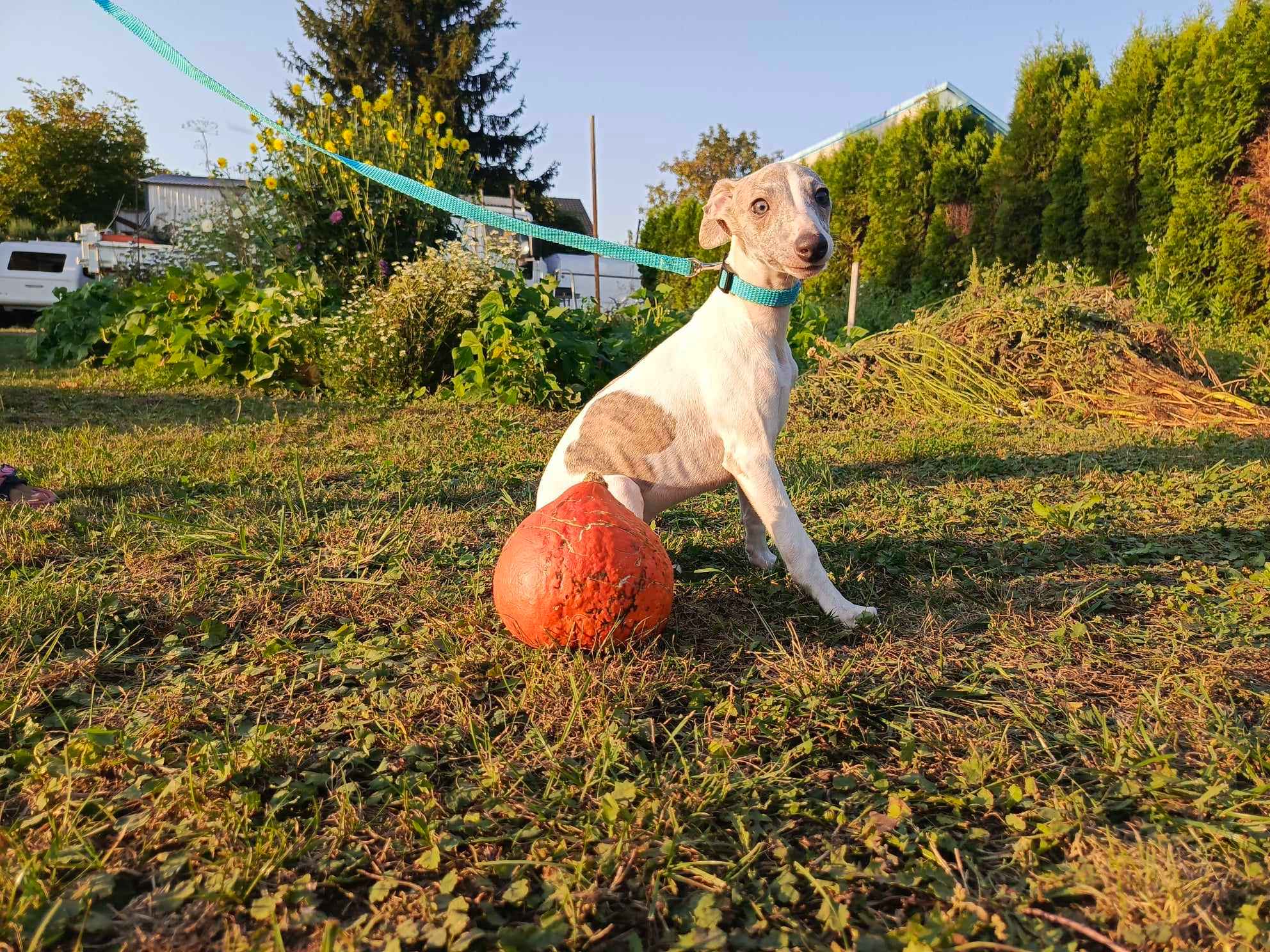 Szczenięta rasy Whippet, gotowe do zmiany domu Nowa Huta - zdjęcie 5