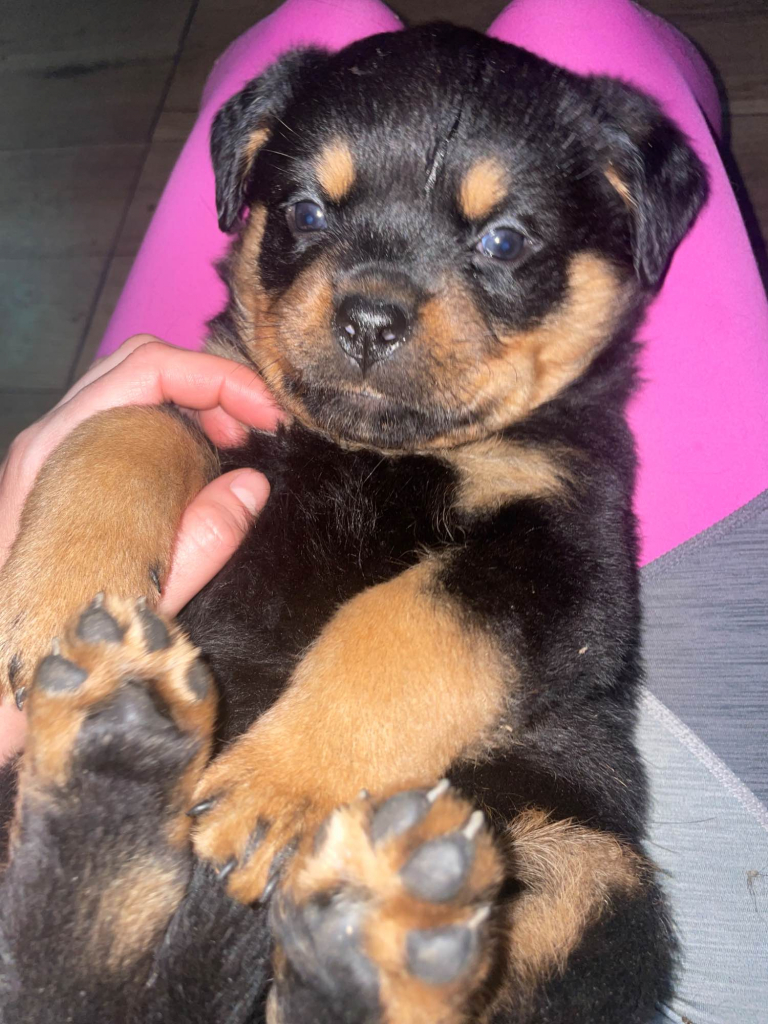 Szczeniaki Rottweiler Wadowice - zdjęcie 4