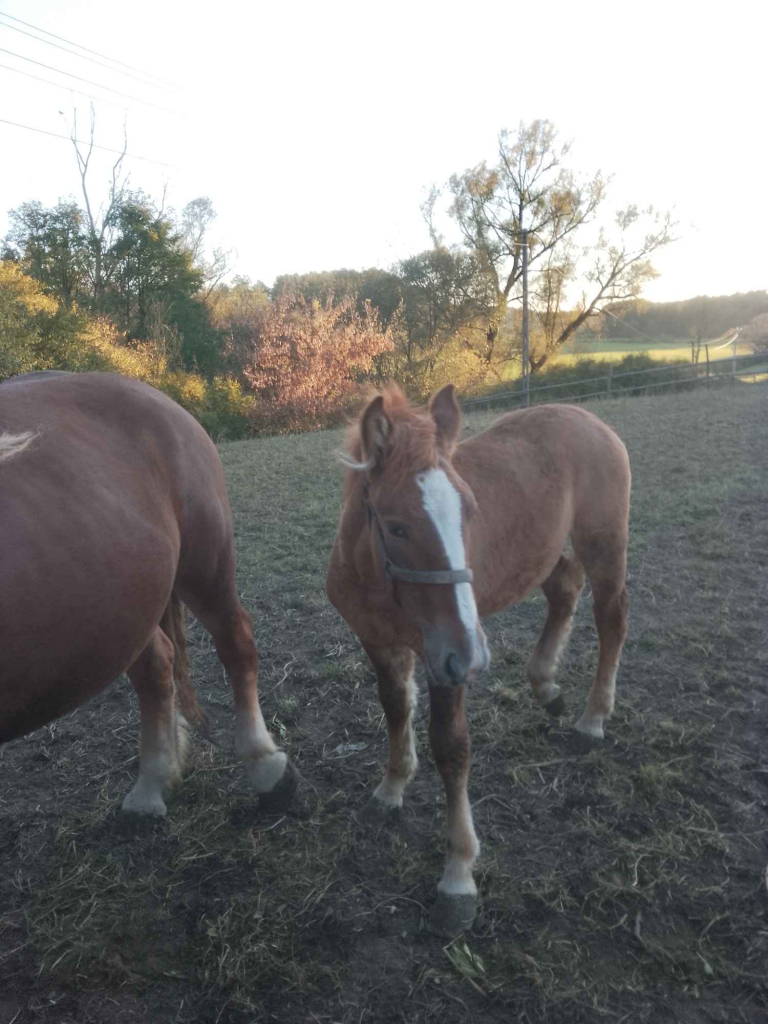 Sprzedam klacz zimnokwista zrebna 6 miesięcy że zrubko Gąbin - zdjęcie 3