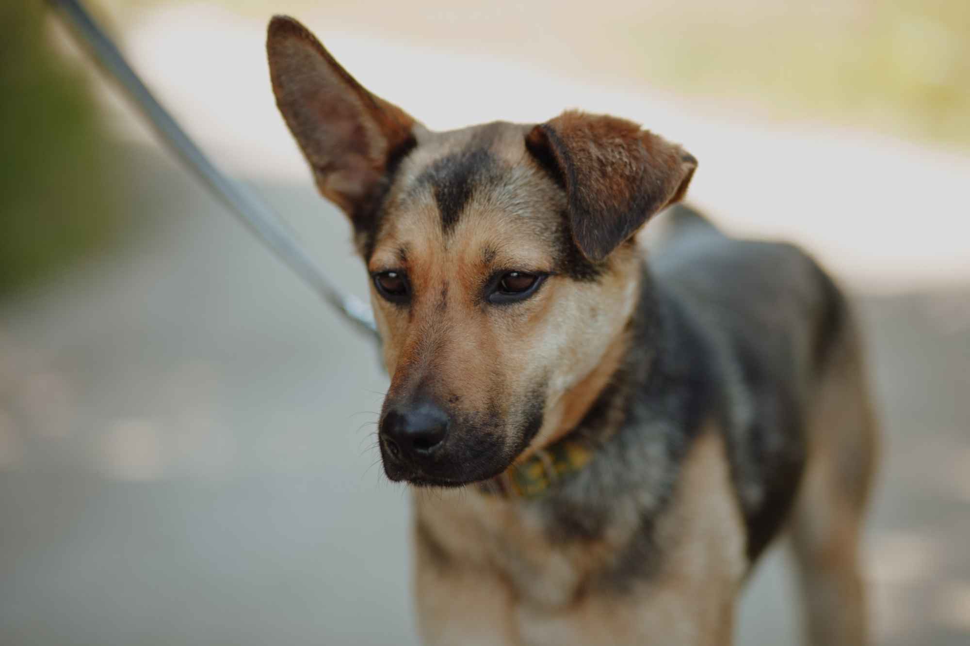 Fryc - młody, kochany psiak uratowany z łańcucha Olsztyn - zdjęcie 1