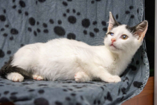 Dwa urocze, wesołe kocięta szukają domów! Olsztyn - zdjęcie 6