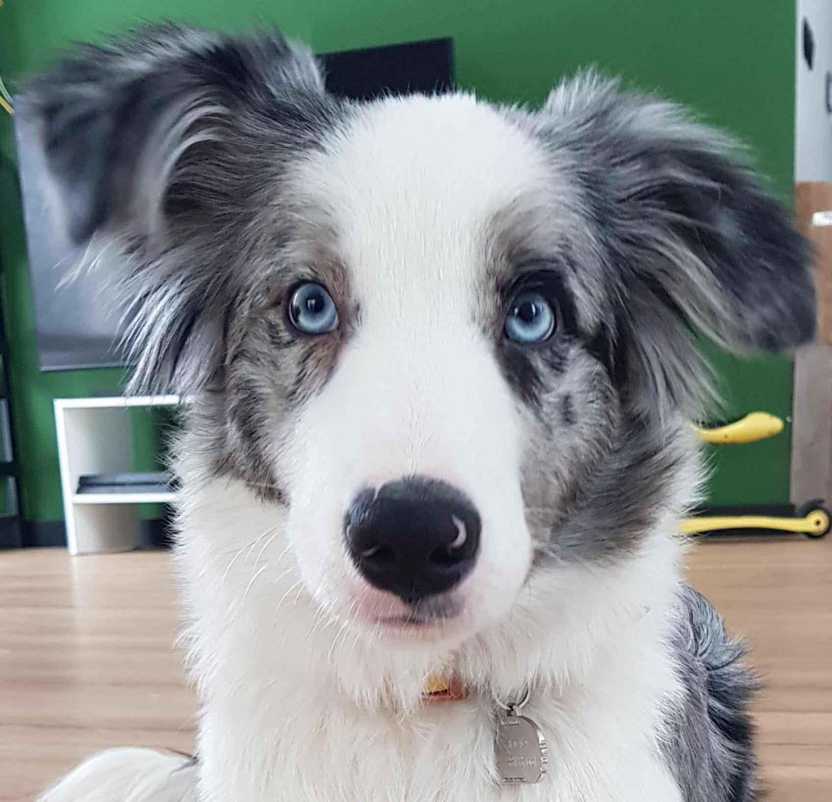 Border Collie / Blue merle / Typ Show / samiec / FCI / ZKwP Lisia Góra - zdjęcie 1