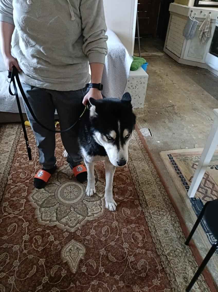 Oddam 15miesiecznego Husky w dobre rece Opatkowice - zdjęcie 3