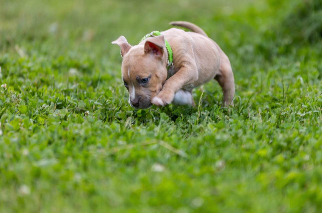 American Bully pocket Limanowa - zdjęcie 7