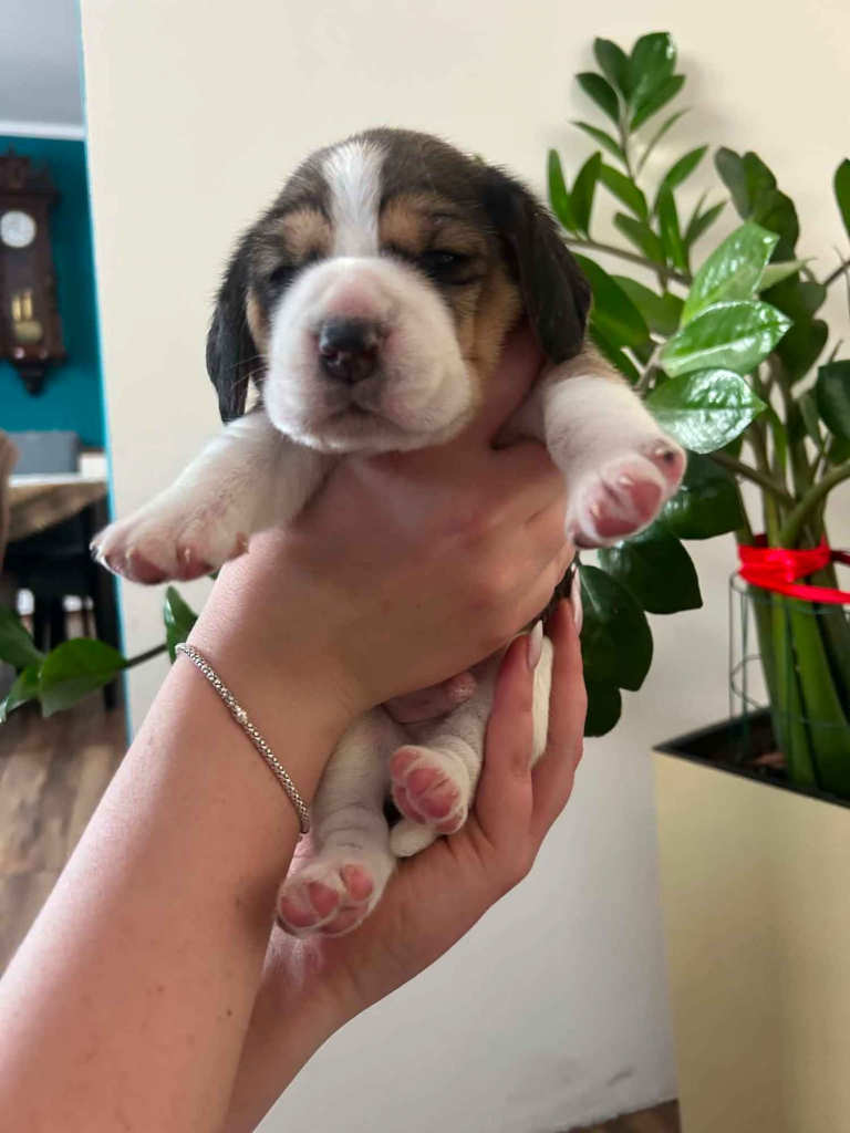 Szczenięta Beagle tricolor ZKwP Częstochowa Konopiska - zdjęcie 1