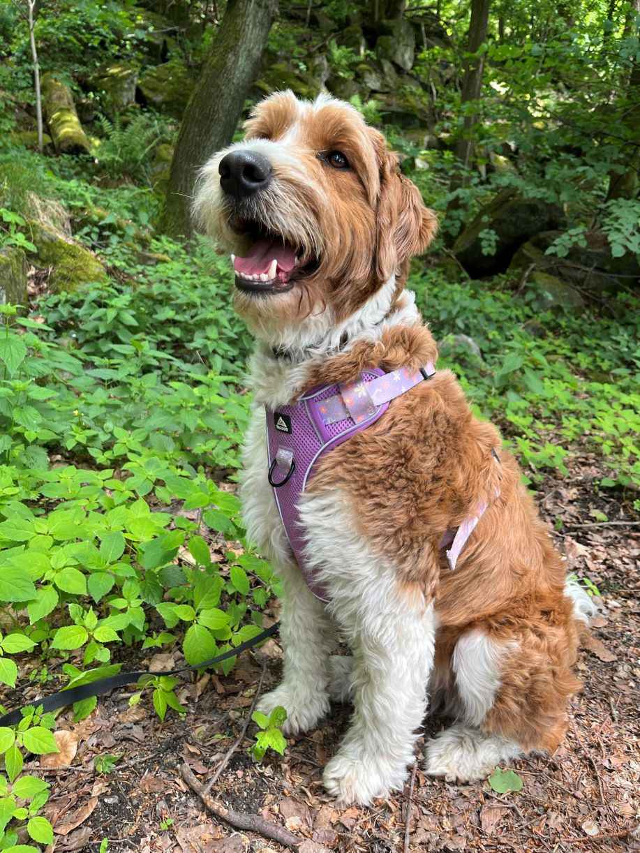 Owczarek I Pudel w jednym Aussiedoodle Czarnków - zdjęcie 4