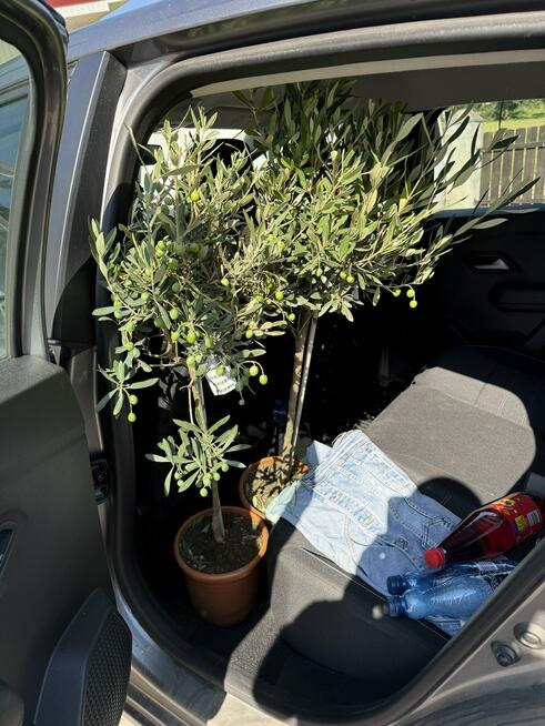 Volkswagen Golf Plus Match 1,6 TDI 105ps ŁADNY  opłacony pełna opcja Bolesławiec - zdjęcie 6