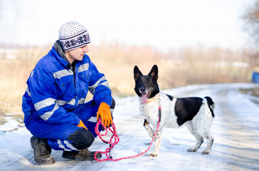 Łatek - pies do rany przyłóż szuka domu! Olsztyn - zdjęcie 3