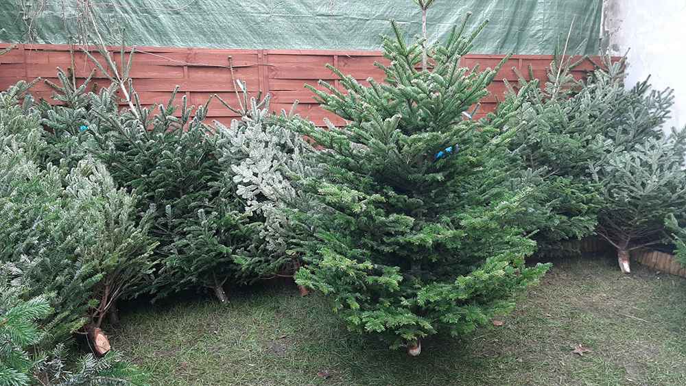 Choinka żywa jodła świerk cięte i w donicy choinki DOWÓZ Sosnowiec - zdjęcie 1