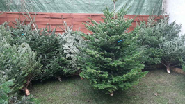 Choinka żywa jodła świerk cięte i w donicy choinki DOWÓZ