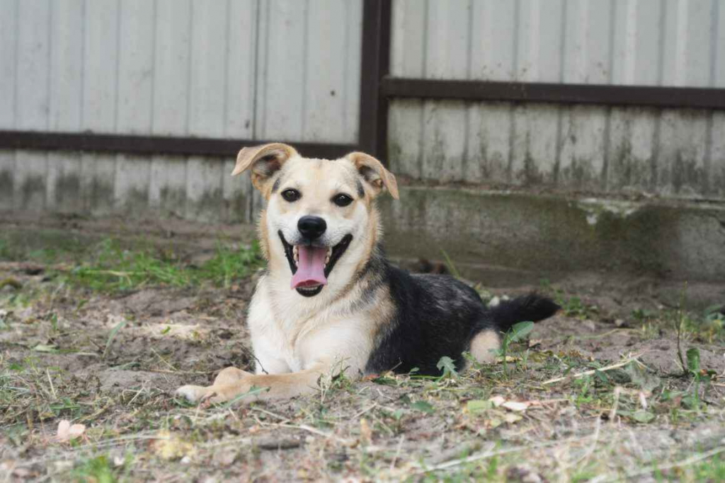 Daj Bryziowi szansę… On odda Ci całą miłość, jaką ma Olsztyn - zdjęcie 1