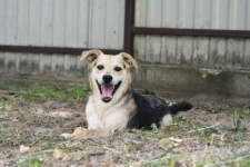 Daj Bryziowi szansę… On odda Ci całą miłość, jaką ma