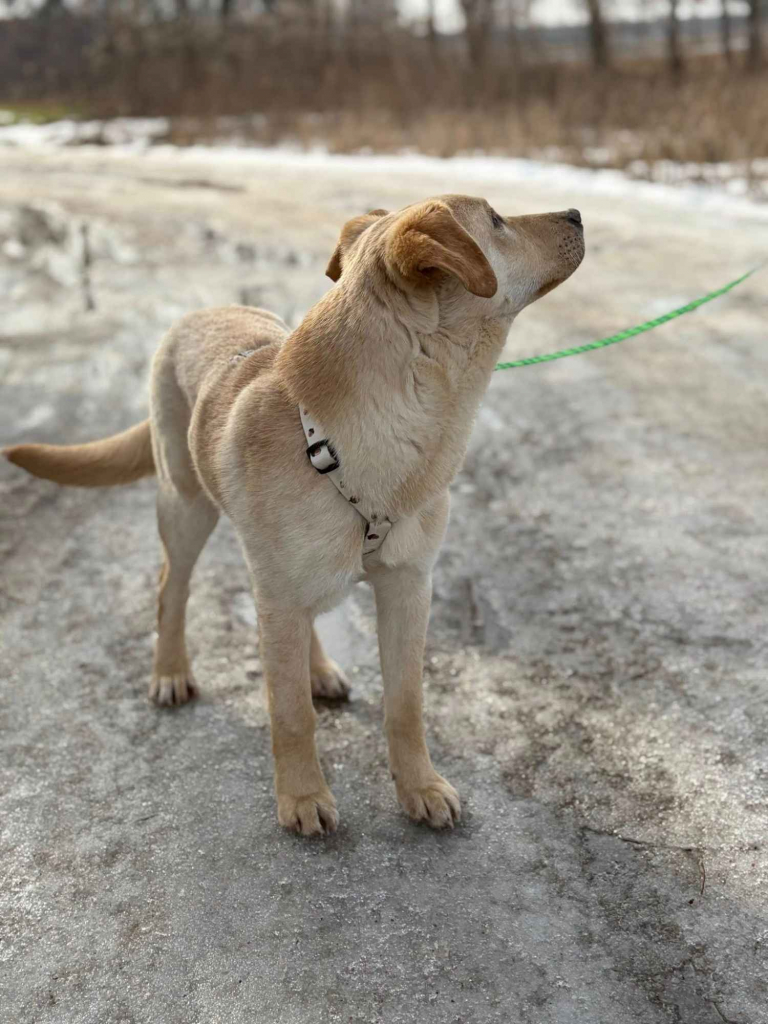 Goldi - wesoły szczeniak w typie labradora Olsztyn - zdjęcie 3