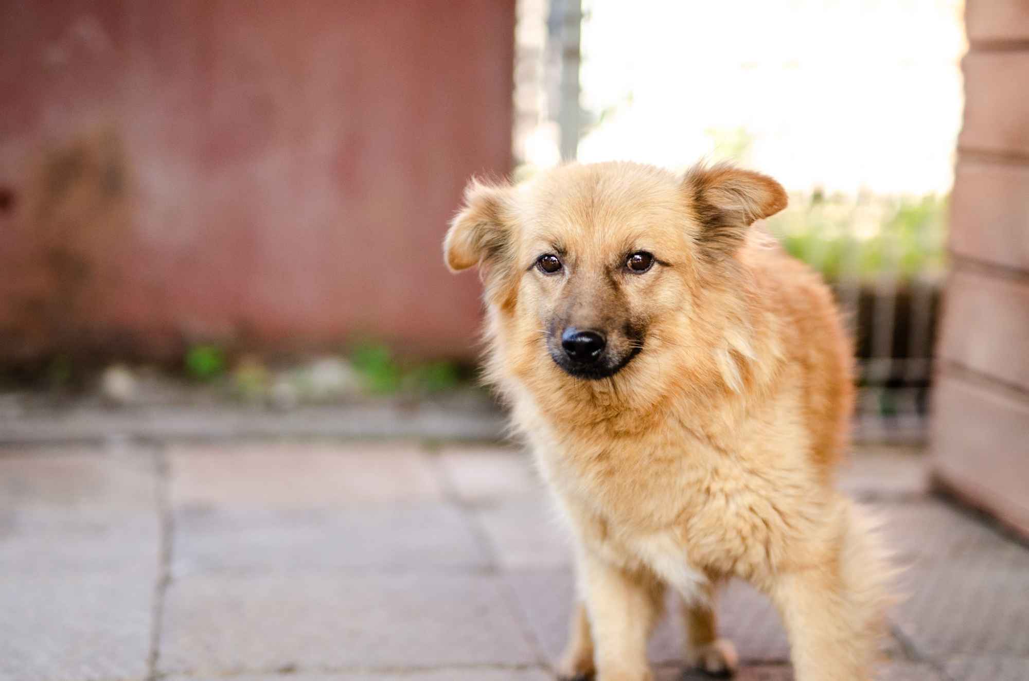 Fauna - nieduża, delikatna sunia szuka domu! Olsztyn - zdjęcie 2