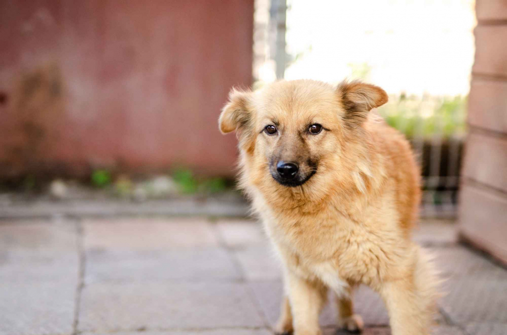 Fauna - nieduża, delikatna sunia szuka domu! Olsztyn - zdjęcie 2