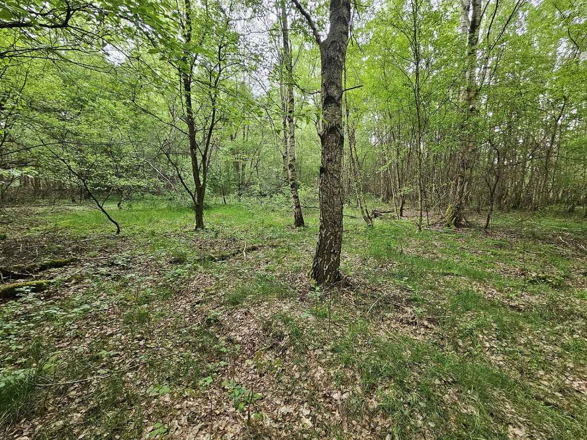 Działka inwestycyjna (3012 met) okolice Wrocławia (Ostrowina) Ostrowina - zdjęcie 2