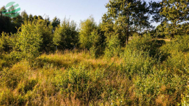 Działka budowlana 1302 m² z pozwoleniem na budowę Rusko - zdjęcie 8