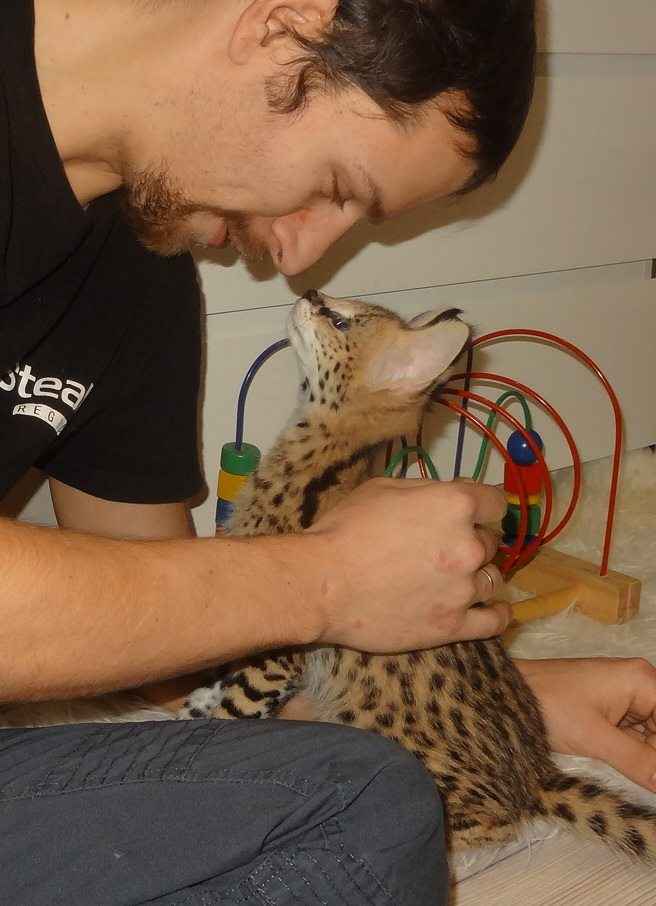 1 332 Dostępne kocięta rasy savannah i serwal Warzno - zdjęcie 8