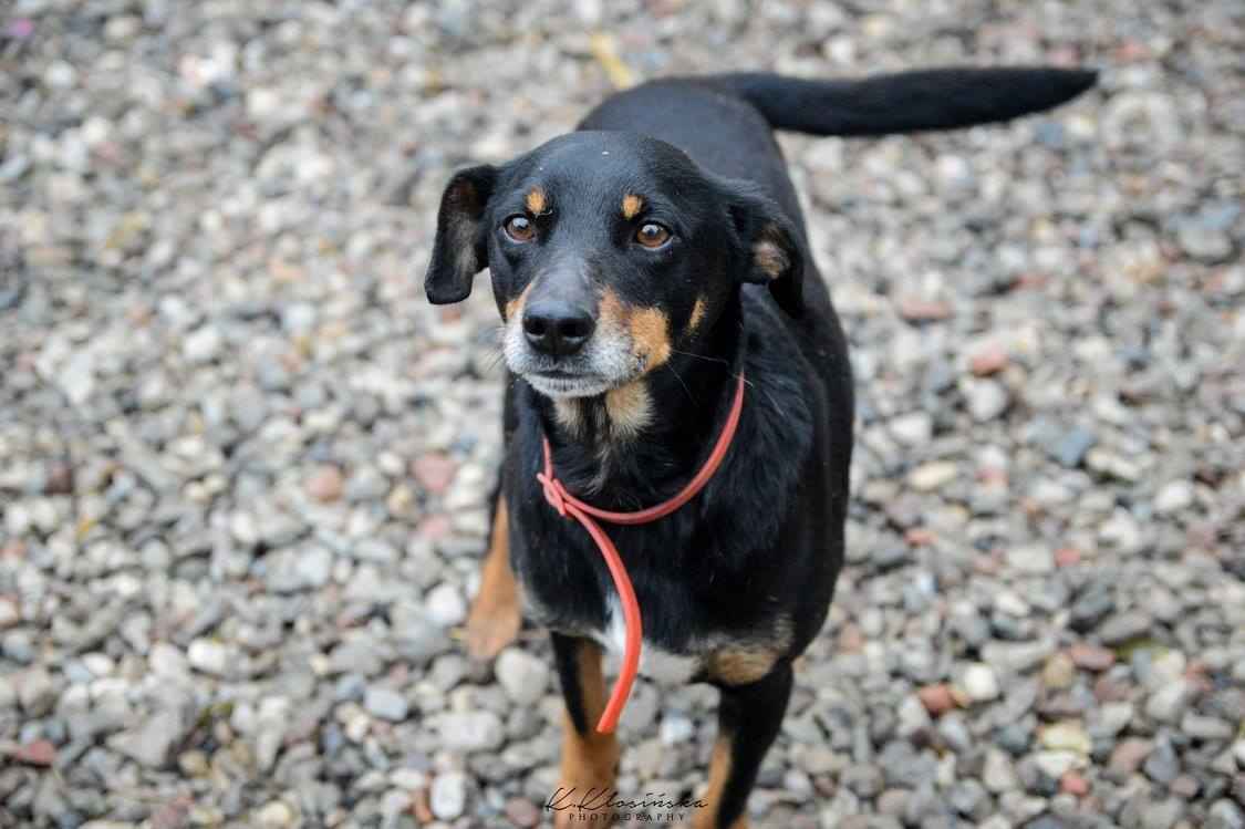 Puszek - psi anioł do pokochania! Olsztyn - zdjęcie 7