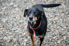 Puszek - psi anioł do pokochania! Olsztyn - zdjęcie 7