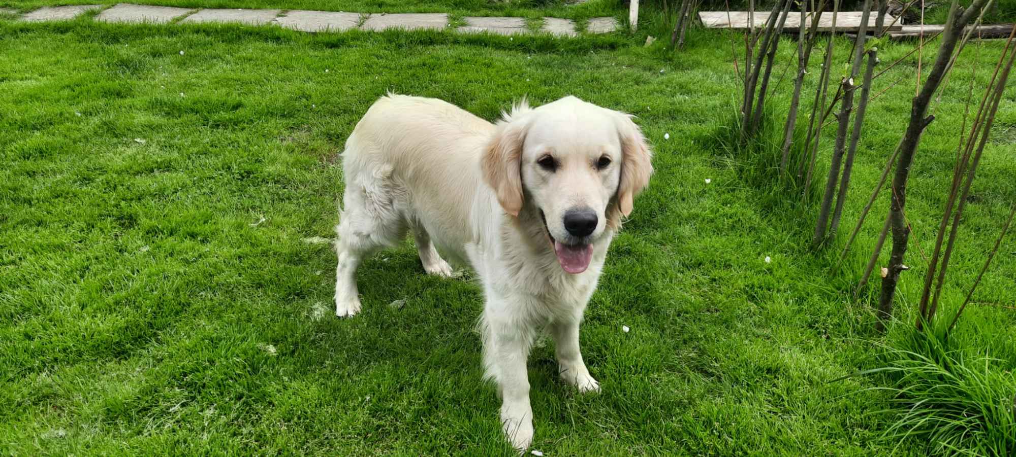 Szczeniaki / psy Golden Retriever Związek Kynologiczny FCI Wadowice - zdjęcie 10