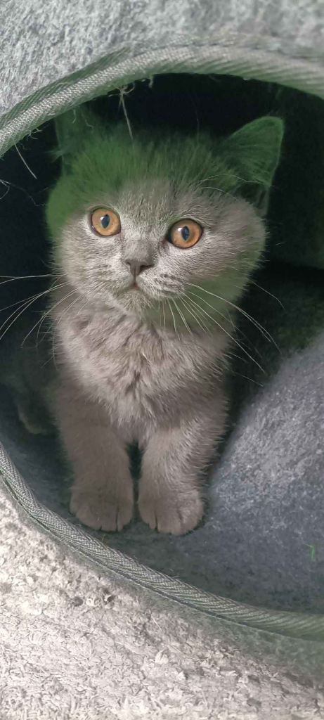 Kotek Brytyjski krótkowłosy niebieski (Lalka) Brwinów - zdjęcie 3