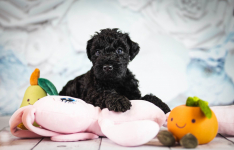 Kerry blue terrier Jedyne szczenięta w Polsce Radom - zdjęcie 12