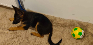 Owczarek niemiecki Limanowa - zdjęcie 2