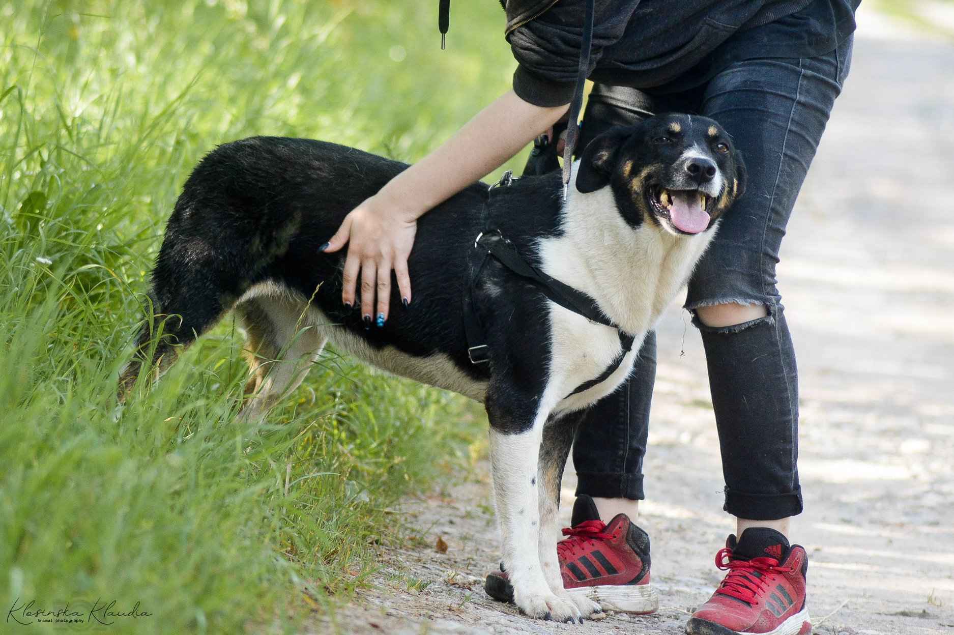 Cola - fantastyczna suczka szuka domu! Olsztyn - zdjęcie 3