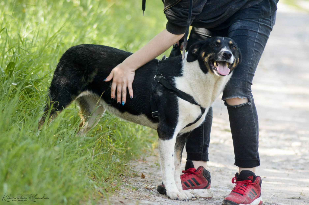 Cola - fantastyczna suczka szuka domu! Olsztyn - zdjęcie 3