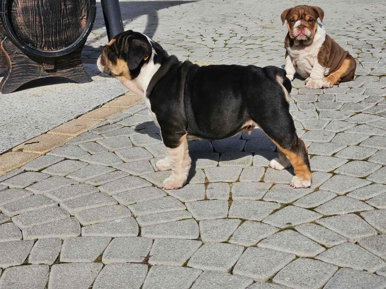 English bulldog Pacanów - zdjęcie 3
