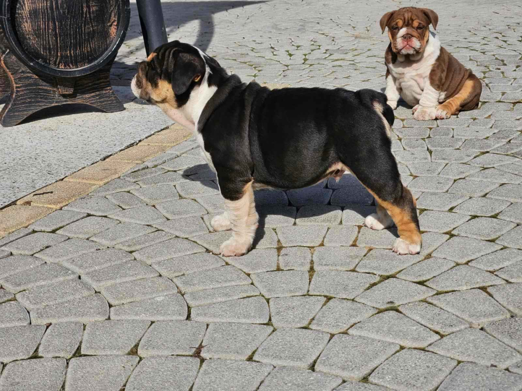 English bulldog Pacanów - zdjęcie 3