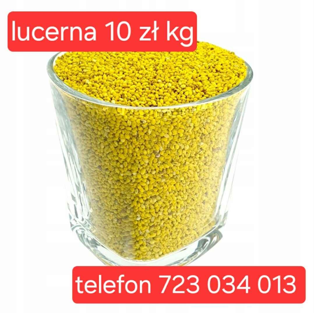 lucerna SUPER nasiona extra PIERWSZA KLASA od producenta sprawdzone Mołożów - zdjęcie 1