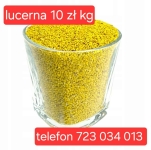 lucerna SUPER nasiona extra PIERWSZA KLASA od producenta sprawdzone