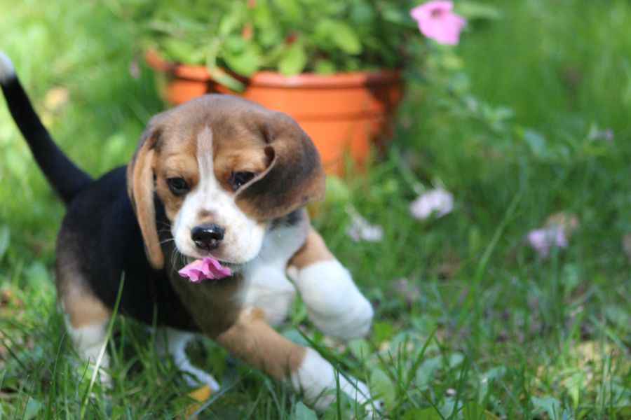 Beagle szczeniaczki ZKwP FCI po Championach Aleksandria - zdjęcie 6