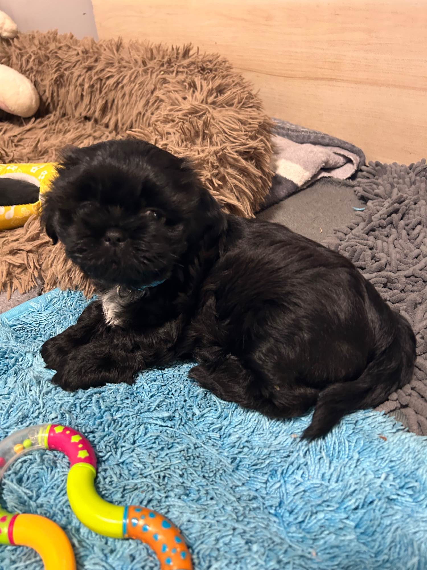 Szczeniak shihtzu Psie Pole - zdjęcie 4