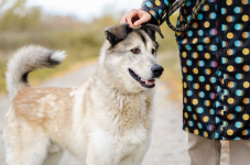 Chase - cudowny wielkolud szuka domu! Olsztyn - zdjęcie 4
