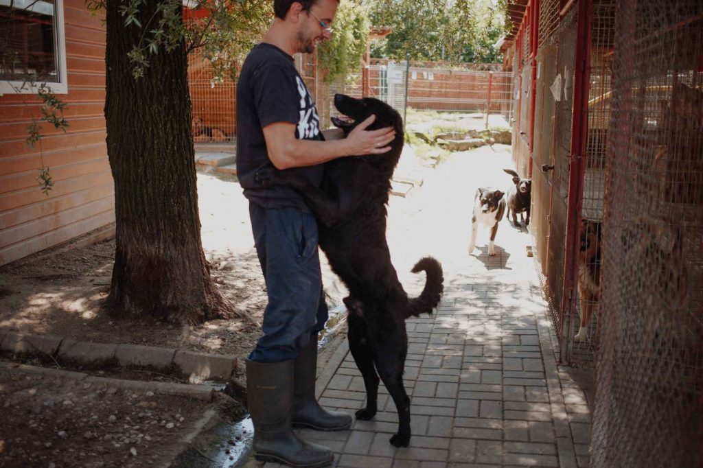 Pluto - łagodny, wesoły LABRADOR mix szuka domu Olsztyn - zdjęcie 2