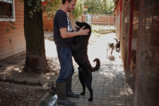 Pluto - łagodny, wesoły LABRADOR mix szuka domu Olsztyn - zdjęcie 2