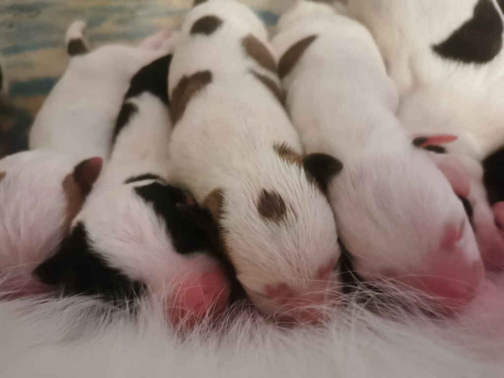 Pieski Szczeniaki amstaff Oleksów - zdjęcie 1