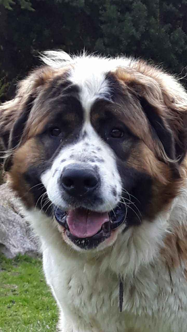 Moskiewski pies stróżujący Bernardyn Kaukaz Kangal Owczarek Koluszki - zdjęcie 5