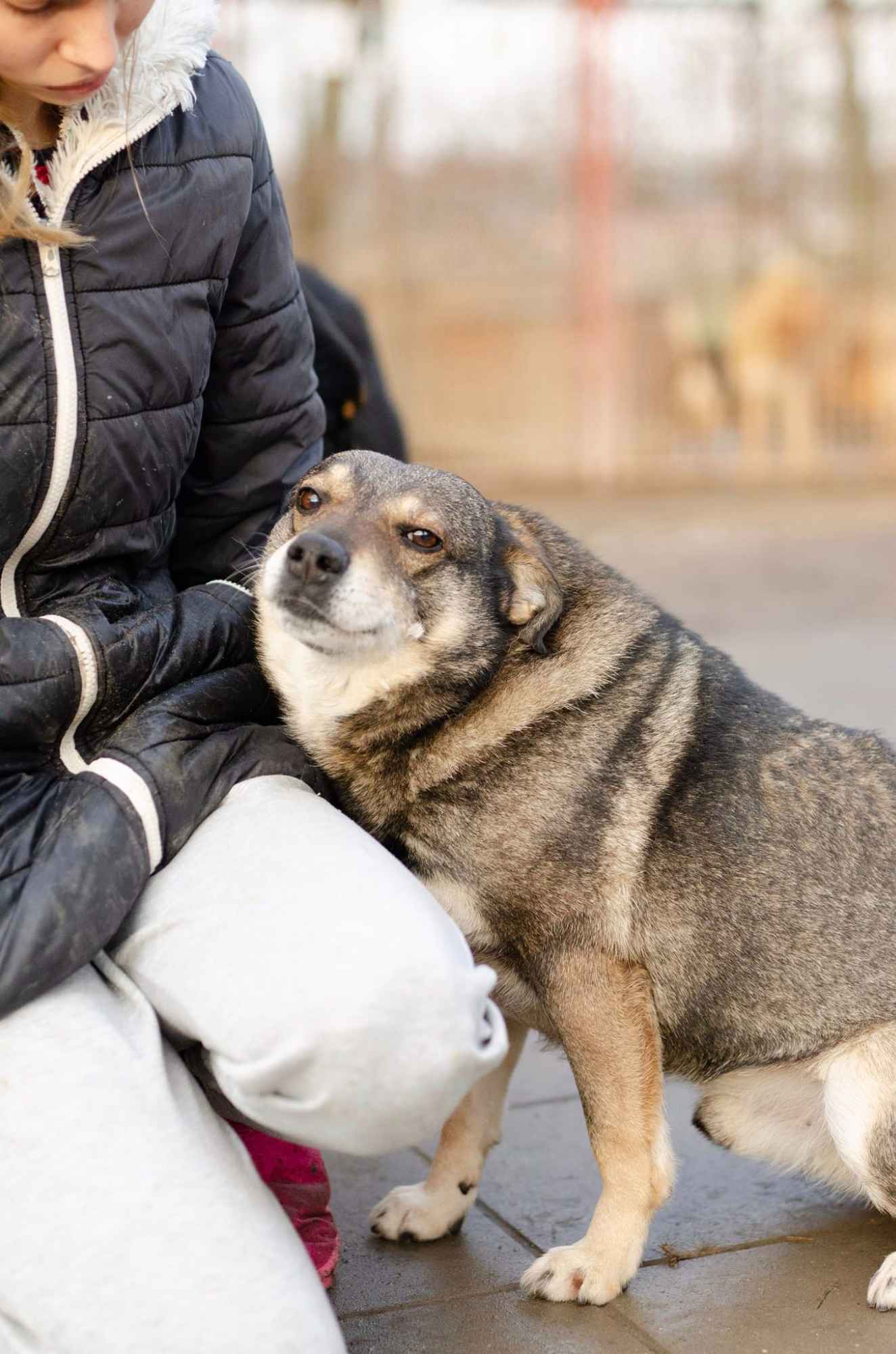 Kaziu - wspaniały, niekonfliktowy psiak do pokochania! Olsztyn - zdjęcie 5