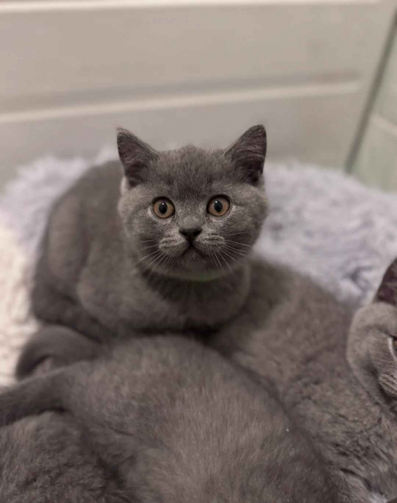 Kocięta brytyjskie krótkowłose – starannie wychowane Białołęka - zdjęcie 2