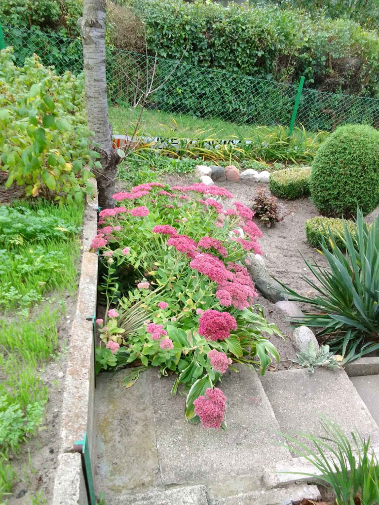 Działka rekreacyjna ROD 🍓 Iława Iława - zdjęcie 7